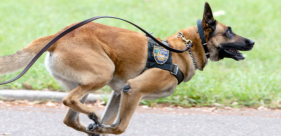 www.jaxsheriff.org - JaxSheriff.org