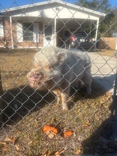 One Male Pig, 70 lbs.