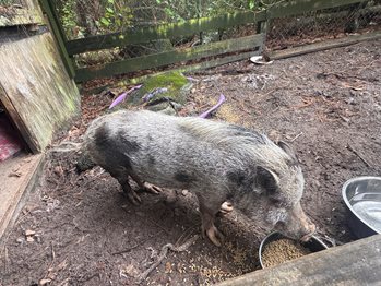 One female pig