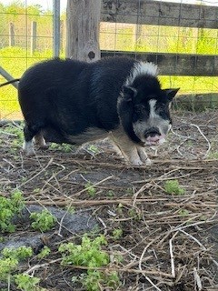 CCR# 26-155496, Black and White Male Pig